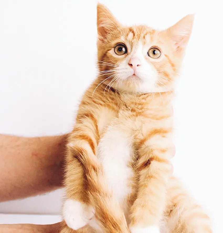 A cat sitting on top of someone 's hand.