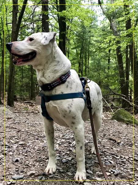 A white dog with a blue harness is standing in the woods.