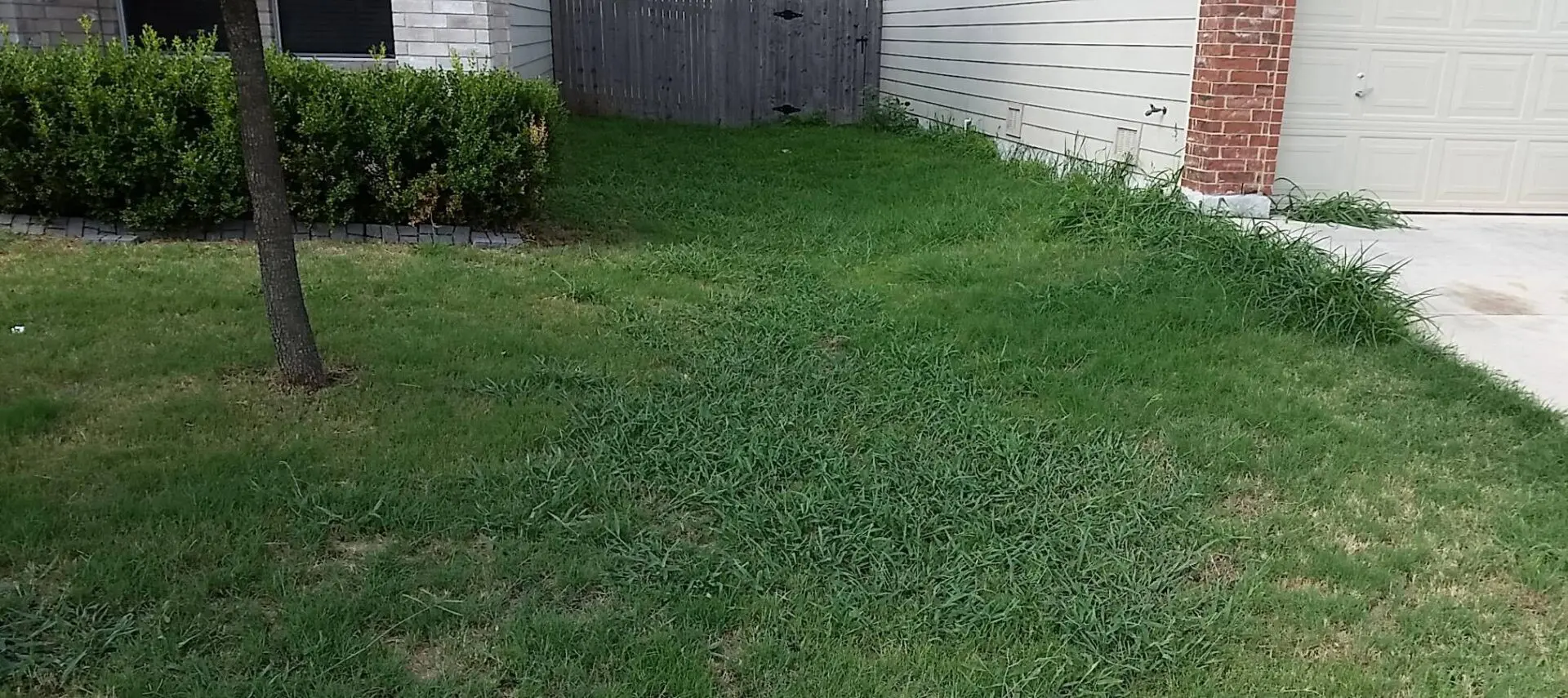 Backyard Lawn for Playing