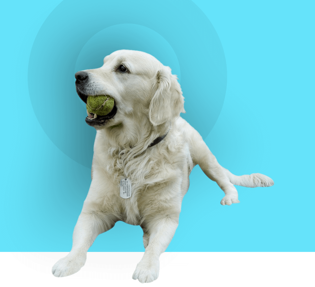 A dog is playing with a tennis ball.