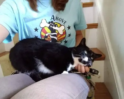 A cat is sitting on the arm of someone.