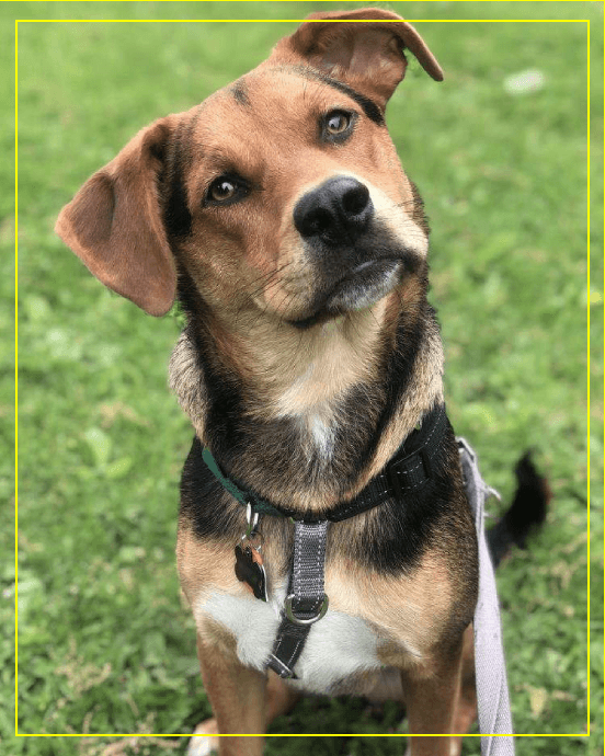 A dog with a collar sitting in the grass.