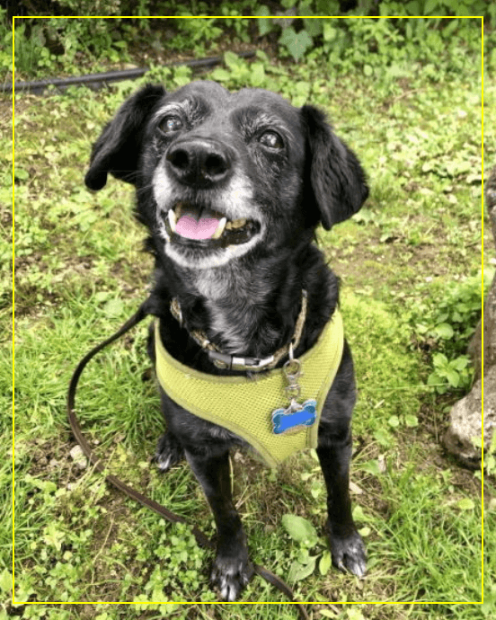 A black dog wearing a yellow harness and leash.