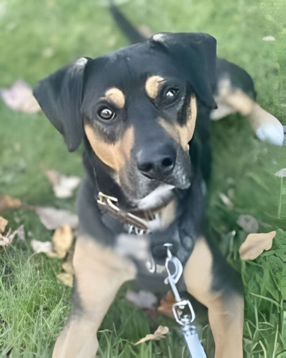 A close-up of a black and tan dog sitting on grass with a leash attached.
